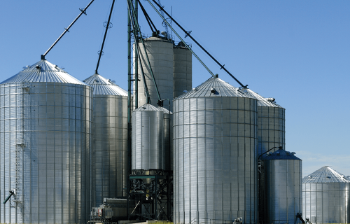 Chameleon_4x4_EX_situ